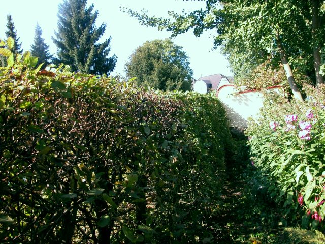 Hecke nachher