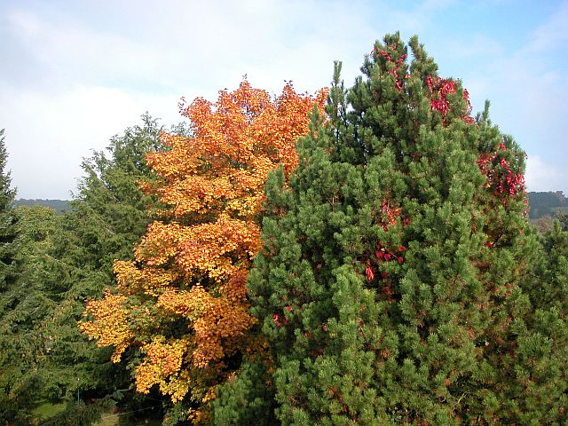 Goldener Herbst