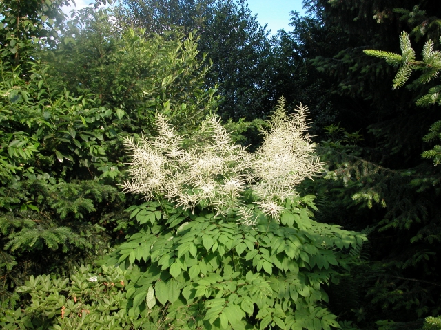 Wald-Geißblatt