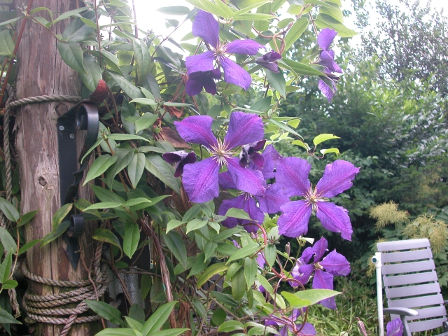 Clematis jackmanii