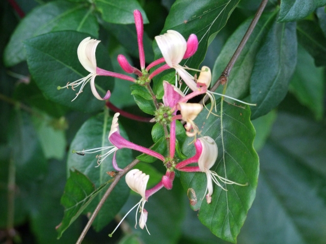 Wohlriechendes Gartengeißblatt