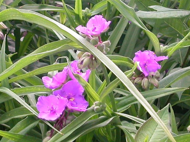 Virginische Dreimasterblume