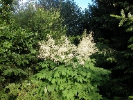 Wald-Geißblatt