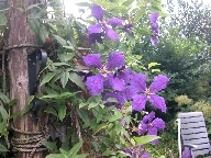 Clematis