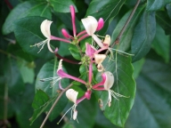 Wohlriechendes Gartengeißblatt