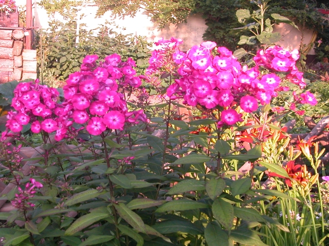 Phlox