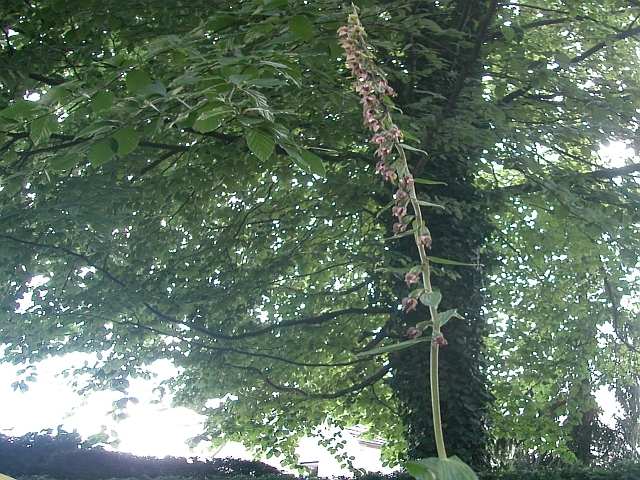 Breitblättrige Stendelwurz