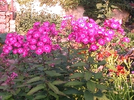 Phlox