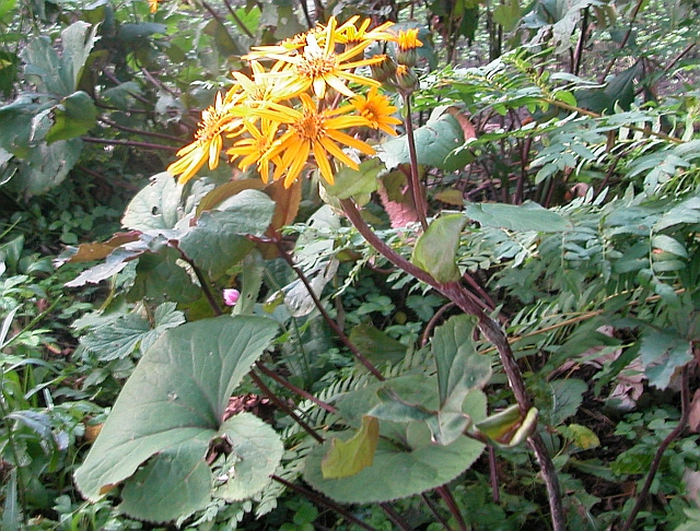 Ligularia
