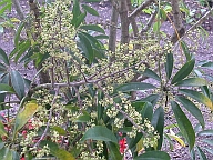 Schefflera