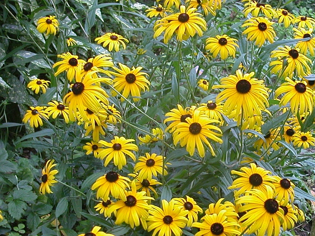 Rudbeckien