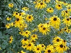 Rudbeckien