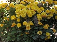 Chrysantheme