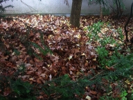 Laubversteck