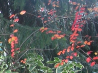 Cotoneaster