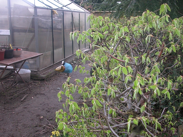 Hainbuchenhecke