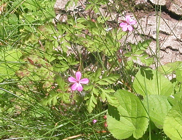 Geranium