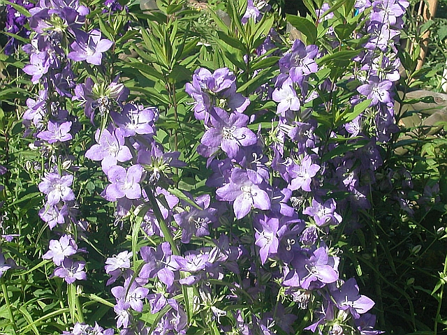 Glockenblumen