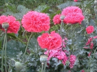 Pompon-Mohn