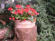 Begonia semperflorens