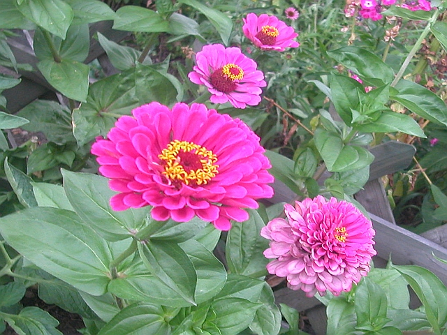 Zinnien