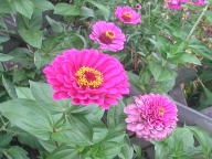 Zinnien