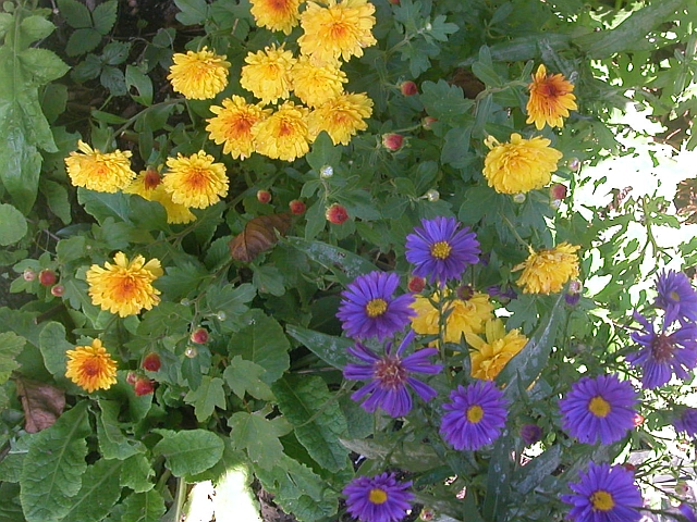 Astern und Chrysanthemen