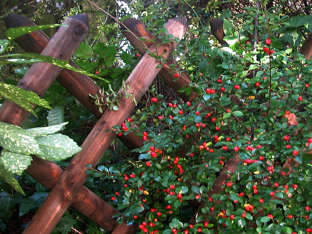 Cotoneaster