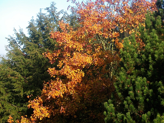 Goldener Oktober