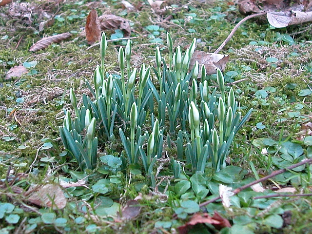 Schneeglöckchen