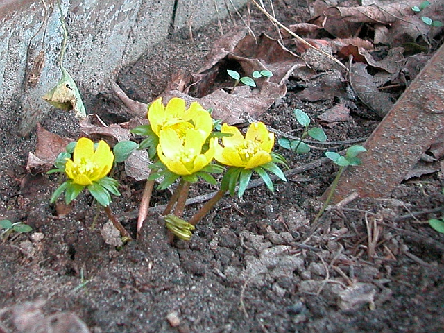 Krokus