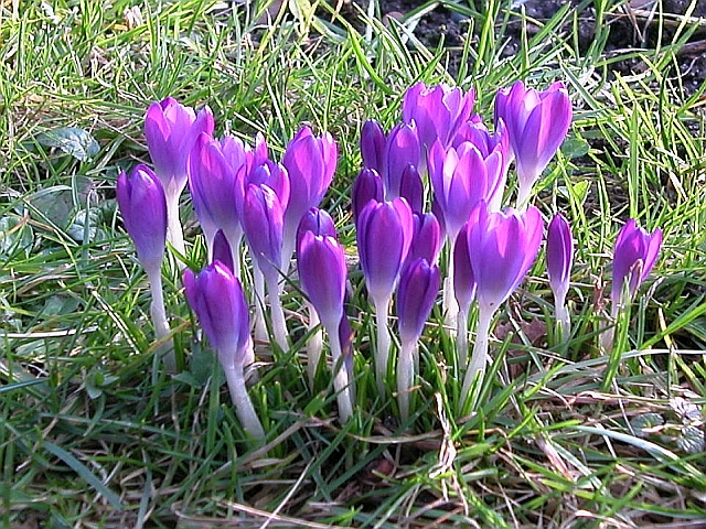 Blaue Krokus