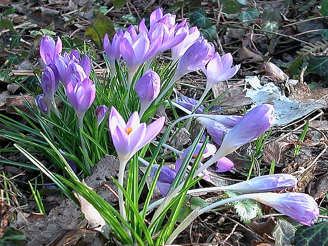 Krokus blass