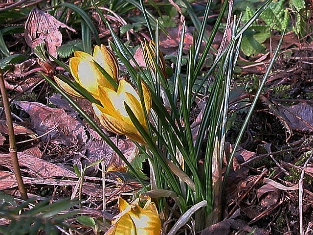 Gelbe Krokus