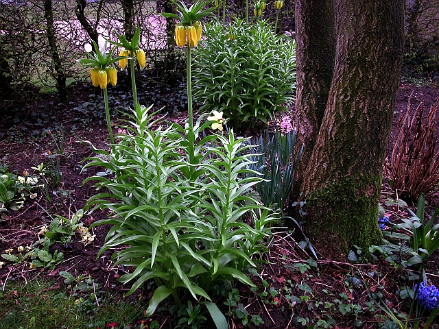 Kaiserkrone