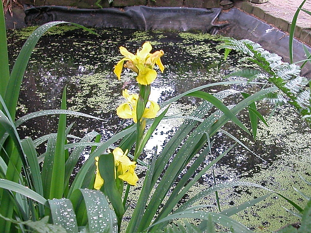 Sumpfschwertlilie