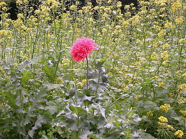 Pompon-Mohn