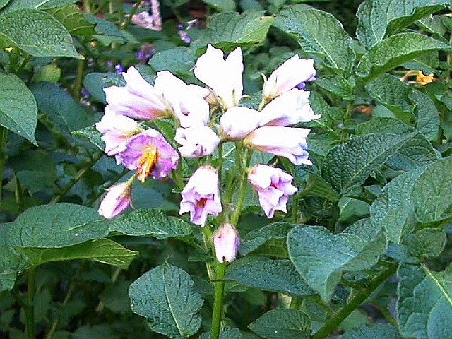 Kartoffelblüte