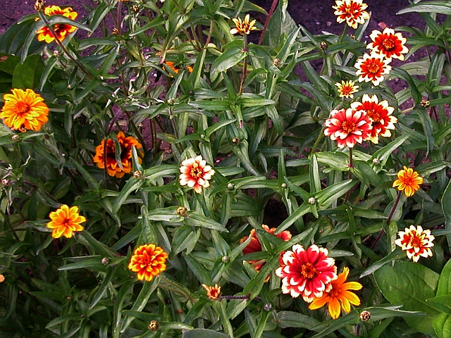 Zinnien