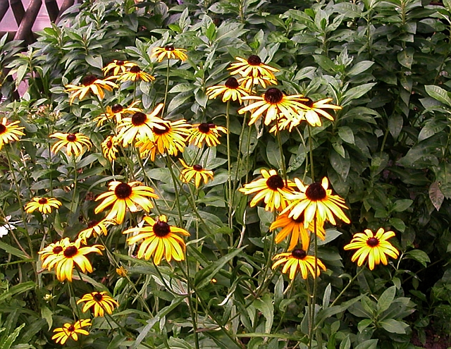 Rudbeckien